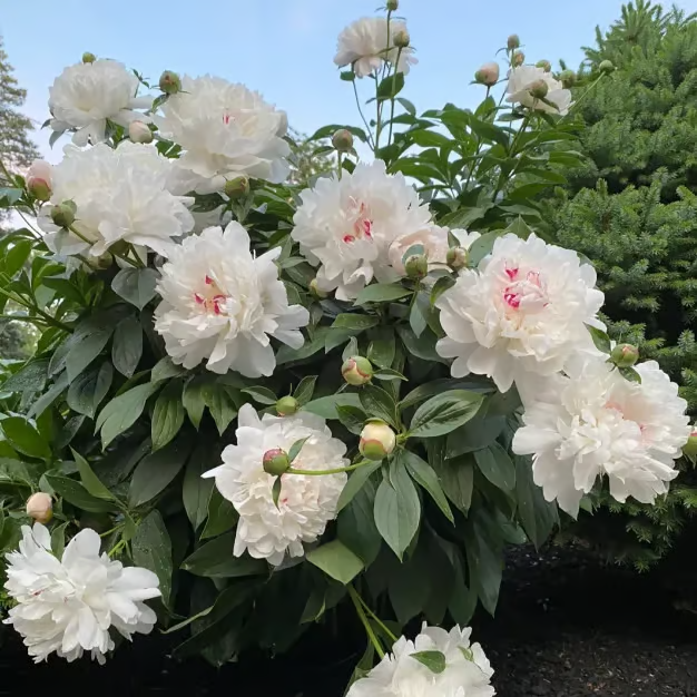 🌺THE QUEEN OF FLOWERS—DOUBLE PETALED PIANI